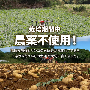 【 2026年 先行予約 】 農薬不使用 ！ 新ジャガイモ ゴールド 5kg 4月お届け C058-001 野菜 じゃがいも 芋