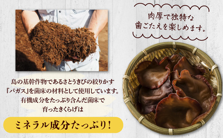 南国きくらげ 生セット C070-001 きくらげ キクラゲ 有機成分 ミネラル 歯ごたえ 肉厚 バガス 野菜 やさい 沖永良部産 沖永良部 生きくらげ 生キクラゲ 料理 中華炒め 中華スープ 美味しい おいしい 南国きのこ苑 ふるさと納税 知名町 おすすめ ランキング プレゼント ギフト