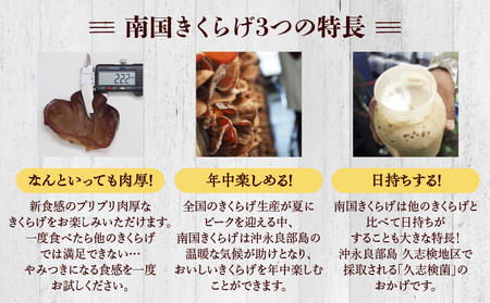 南国きくらげ 生セット C070-001 きくらげ キクラゲ 有機成分 ミネラル 歯ごたえ 肉厚 バガス 野菜 やさい 沖永良部産 沖永良部 生きくらげ 生キクラゲ 料理 中華炒め 中華スープ 美味しい おいしい 南国きのこ苑 ふるさと納税 知名町 おすすめ ランキング プレゼント ギフト