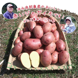 【 2026年3月お届け 】 人気 の 赤い ジャガイモ てれやさん 乳酸菌 育ち！！ C036-001-03 野菜 じゃがいも 芋