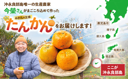【 2026年 先行予約 】＜ ご家庭用 ＞ 訳あり たんかん 1kg （ 2026年 2月 より 順次発送 ） C071-001-01 わけあり 希少 フルーツ 果物 柑橘 かんきつ 柑橘類 ジューシー 果肉 やわらかい 芳醇 果汁 甘い 酸味 さっぱり 果実 南国 果実ジュース ジャム 限定 限定品 数量限定 健康学農園 ふるさと納税 鹿児島 おすすめ ランキング プレゼント ギフト