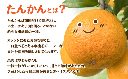 【 2026年 先行予約 】＜ ご家庭用 ＞ 訳あり たんかん 1kg （ 2026年 2月 より 順次発送 ） C071-001-01 わけあり 希少 フルーツ 果物 柑橘 かんきつ 柑橘類 ジューシー 果肉 やわらかい 芳醇 果汁 甘い 酸味 さっぱり 果実 南国 果実ジュース ジャム 限定 限定品 数量限定 健康学農園 ふるさと納税 鹿児島 おすすめ ランキング プレゼント ギフト