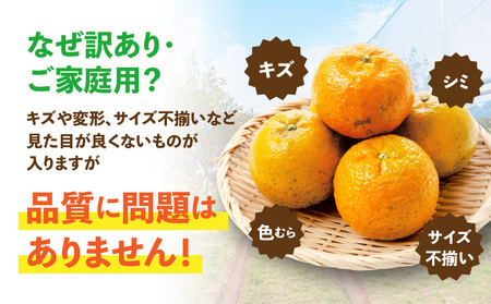 【 2026年 先行予約 】＜ ご家庭用 ＞ 訳あり たんかん 1kg （ 2026年 2月 より 順次発送 ） C071-001-01 わけあり 希少 フルーツ 果物 柑橘 かんきつ 柑橘類 ジューシー 果肉 やわらかい 芳醇 果汁 甘い 酸味 さっぱり 果実 南国 果実ジュース ジャム 限定 限定品 数量限定 健康学農園 ふるさと納税 鹿児島 おすすめ ランキング プレゼント ギフト