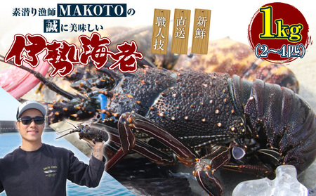 素潜り漁師 MAKOTO の誠に 美味しい 伊勢海老 1kg（ 2～4匹 ） C074-001 魚介類 冷凍 海老 エビ イセエビ