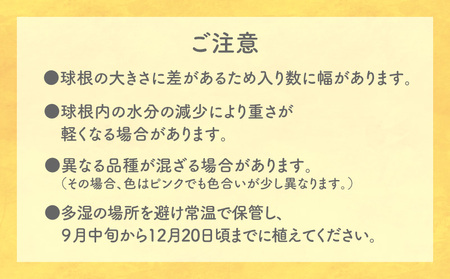 【 先行受付 】 フリージア 球根 （ 黄色 ） 1kg C076-001-02 花 植物
