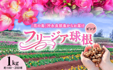 【 先行受付 】 フリージア 球根 （ ピンク ） 1kg C076-002-02 花 植物