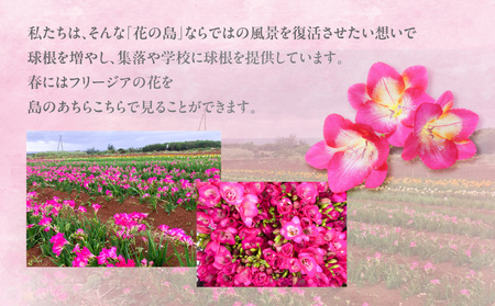 【 先行受付 】 フリージア 球根 （ ピンク ） 1kg C076-002-02 花 植物