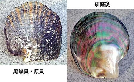 黒蝶貝を素材にした「ネックレス」貝工房かざはな【NN-9】