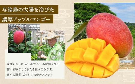 【2026年7月下旬より発送】【先行予約】平均糖度13度以上！アップルマンゴー約1kg（2~3玉）| マンゴー 果物 マンゴー フルーツ アップルマンゴー 人気 1kg マンゴー おすすめ 