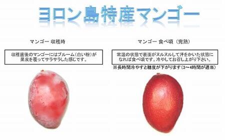 【2026年7月下旬より発送】【先行予約】平均糖度13度以上！アップルマンゴー約1kg（2~3玉）| マンゴー 果物 マンゴー フルーツ アップルマンゴー 人気 1kg マンゴー おすすめ 