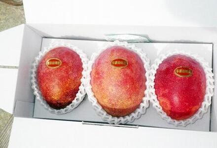 【2026年7月下旬より発送】【先行予約】平均糖度13度以上！アップルマンゴー約1kg（2~3玉）| マンゴー 果物 マンゴー フルーツ アップルマンゴー 人気 1kg マンゴー おすすめ 