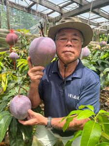 【2026年8月中旬より発送】【先行予約】1玉で1kg前後!糖度14度!『紅』キーツマンゴー約2kg(2玉) | マンゴー 果物 マンゴー フルーツ キーツマンゴー 人気 2kg マンゴー おすすめ