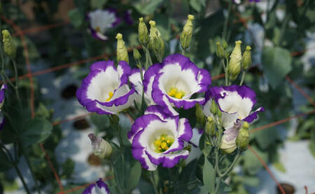 【冬春発送】与論島のトルコキキョウ【おまかせ】20本以上|【配送不能地域】北海道・青森県・岩手県・宮城県・秋田県・山形県・福島県