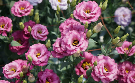 【冬春発送】与論島のトルコキキョウ【おまかせ】20本以上|【配送不能地域】北海道・青森県・岩手県・宮城県・秋田県・山形県・福島県