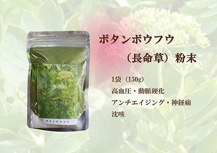 【無農薬栽培】ボタンボウフウ（長命草）粉末 3袋セット