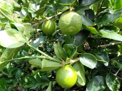 【先行予約】爽やか一番!!　【夏のヨロン翠ライム】（1kg：10～15個入り）　