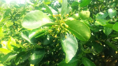 【先行予約】爽やか一番!!　【夏のヨロン翠ライム】（1kg：10～15個入り）　