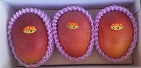 与論島産　島っ娘マンゴー（優品）1kg　2～3玉　糖度13度以上【先行予約：2025年7月上旬以降発送】| マンゴー 与論 マンゴー 人気 1kg マンゴー 与論島 マンゴー