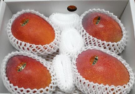 与論島産　島っ娘マンゴー（優品）2kg　4～6玉　糖度13度以上【先行予約：2025年7月上旬以降発送】| マンゴー 与論 マンゴー 人気 2kg マンゴー 与論島 マンゴー