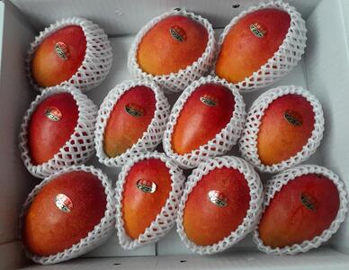 与論島産 島っ娘マンゴー(優品)4kg 10~14個 糖度13度以上【先行予約:2025年7月上旬以降発送】| マンゴー 与論 マンゴー 人気 4kg マンゴー 与論島 マンゴー