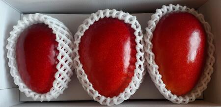 与論島産　島っ娘マンゴー（秀品）1kg　2～3玉　糖度13度以上【先行予約：2025年7月上旬以降発送】| マンゴー 与論 マンゴー 人気 1kg マンゴー 与論島 マンゴー