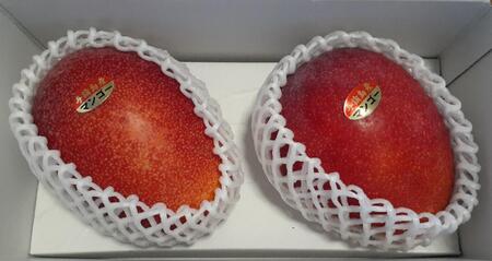 与論島産 島っ娘マンゴー(秀品)1キロ 大玉2玉 糖度13度以上【先行予約:2025年7月上旬以降発送】| マンゴー 与論 マンゴー 人気 1kg マンゴー 与論島 マンゴー