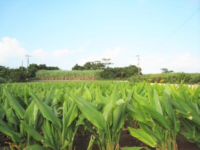 モリンガ鬱金（粒）3袋 セット