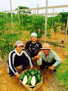 モリンガ鬱金（粒）3袋 セット