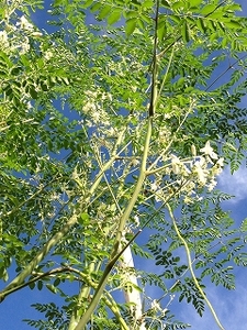 与論町おたのしみセット(1)