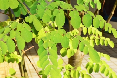 与論町おたのしみセット(1)