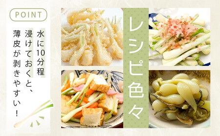 【令和8年3月頃発送】島らっきょう3ｋｇ(皮処理済）