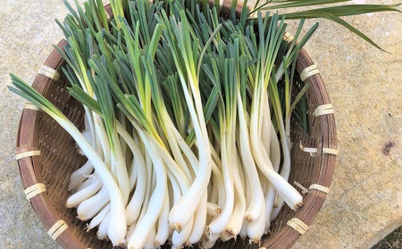 【令和8年3月頃発送】島らっきょう4ｋｇ(皮処理済）