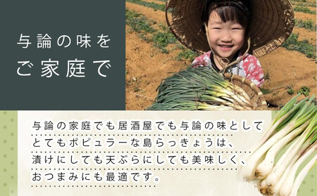 【令和8年3月頃発送】島らっきょう1.5ｋｇ(泥付き）