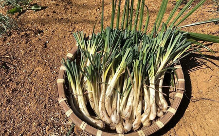 【令和8年3月頃発送】島らっきょう1.5ｋｇ(泥付き）