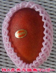 マンゴー 【数量限定】鹿児島 与論島 アップルマンゴー 特A秀品 大玉 ２個 約１kg 化粧箱入り 【2026年発送 先行予約】| マンゴー 与論産 マンゴー 甘い マンゴー 濃厚な味 マンゴー 与論島 マンゴー