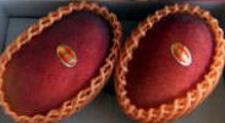 マンゴー 【数量限定】鹿児島 与論島 アップルマンゴー 特A秀品 大玉 ２個 約１kg 化粧箱入り 【2026年発送 先行予約】| マンゴー 与論産 マンゴー 甘い マンゴー 濃厚な味 マンゴー 与論島 マンゴー