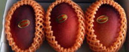 【数量限定】鹿児島 与論島アップルマンゴー特A秀品３個約１kg 化粧箱入り【先行予約】