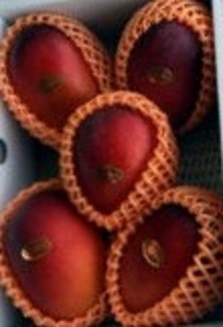 マンゴー 【数量限定】鹿児島 与論島 アップルマンゴー 特A秀品 ５個 約2kg 化粧箱入り 【2026年発送 先行予約】| マンゴー 与論産 マンゴー 甘い マンゴー 濃厚な味 マンゴー 与論島 マンゴー