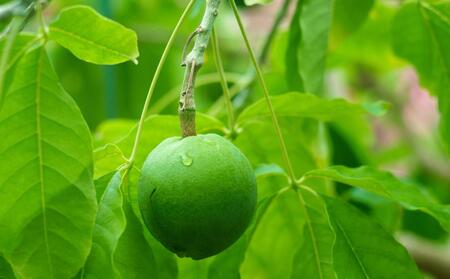 【先行予約】希少！あま～い南国のリンゴ【ホワイトサポテ】1kg（3～6個）