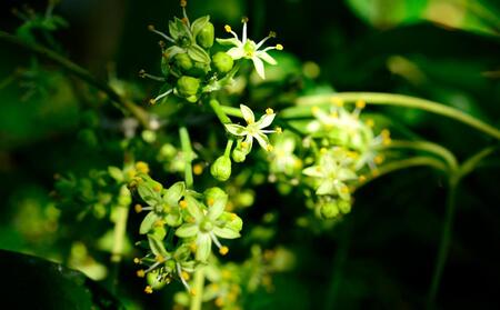 【先行予約】希少！あま～い南国のリンゴ【ホワイトサポテ】1kg（3～6個）