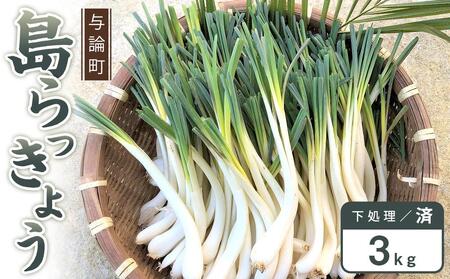 【先行予約】島らっきょう☆3kg(皮処理済)与論の味をご家庭で(令和7年4月から順次発送)｜野菜 らっきょう ラッキョウ 島らっきょう 皮処理済 先行予約
