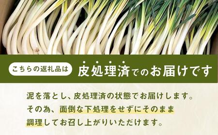 【先行予約】島らっきょう☆3kg(皮処理済)与論の味をご家庭で(令和7年4月から順次発送)｜野菜 らっきょう ラッキョウ 島らっきょう 皮処理済 先行予約