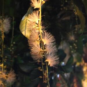 琉球紅型の柄生まれたモノトーン・カシュクールドレス(セミオーダー商品)