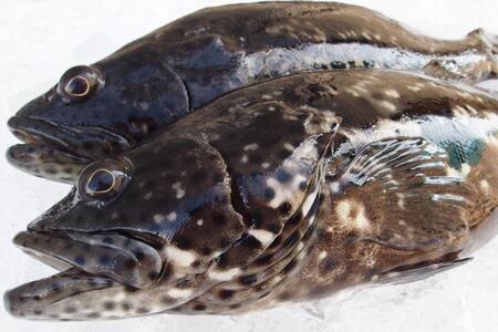 【鮮度抜群！】沖縄県産 しゃぶしゃぶセット ヤイトハタ（アーラミーバイ）約300～350g｜鍋 鍋セット 3～4人前