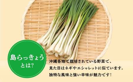 島らっきょう 塩漬け 500g
