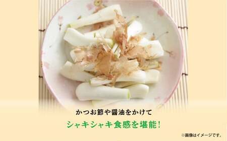 島らっきょう 塩漬け 500g