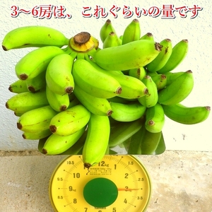 石垣島の島バナナ、3～6房（約2,6～3kg前後入り）爽やか酸味のスッキリ系バナナ、少し冷やしてもイイんです！ SI-34