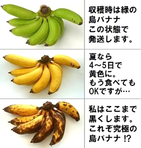 石垣島の島バナナ、3～6房（約2,6～3kg前後入り）爽やか酸味のスッキリ系バナナ、少し冷やしてもイイんです！ SI-34