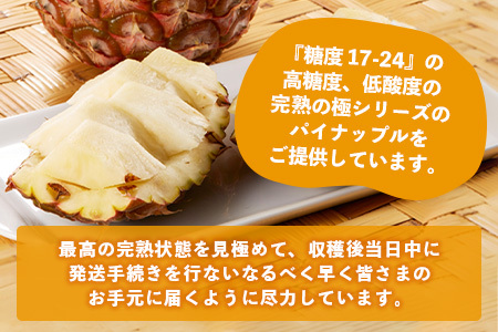 《2025年4月以降順次発送》【先行予約】最高糖度20度！？ 完熟の極 石垣島産パイナップル ピーチパイン3個セット【 沖縄 石垣島 石垣 八重山 パイン ピーチパイン 期間限定 数量限定 沖縄県 石垣島産 】TF-1-1