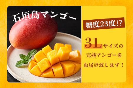 摘果マンゴー 7kg （摘果マンゴー 約7キロ）